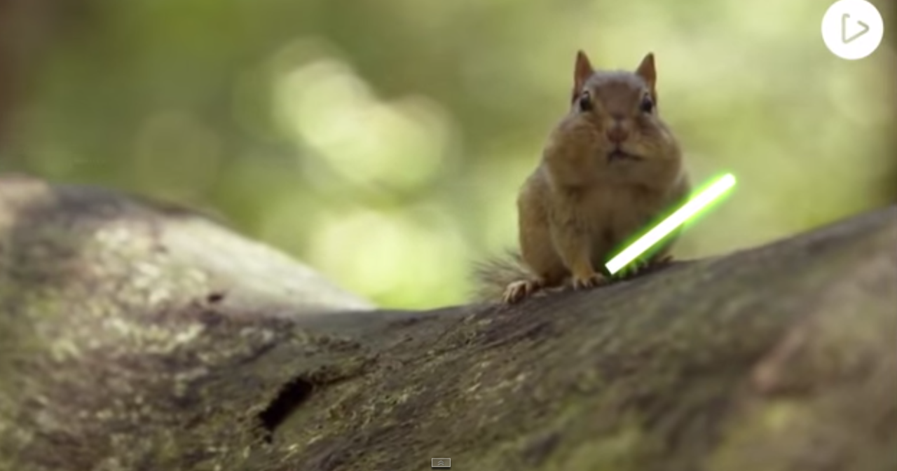 A jedi mókusok fénykardpárbajánál valószínűleg nincs csodálatosabb dolog a világon